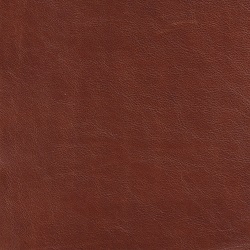 (QS) Del Mar Golden Rod