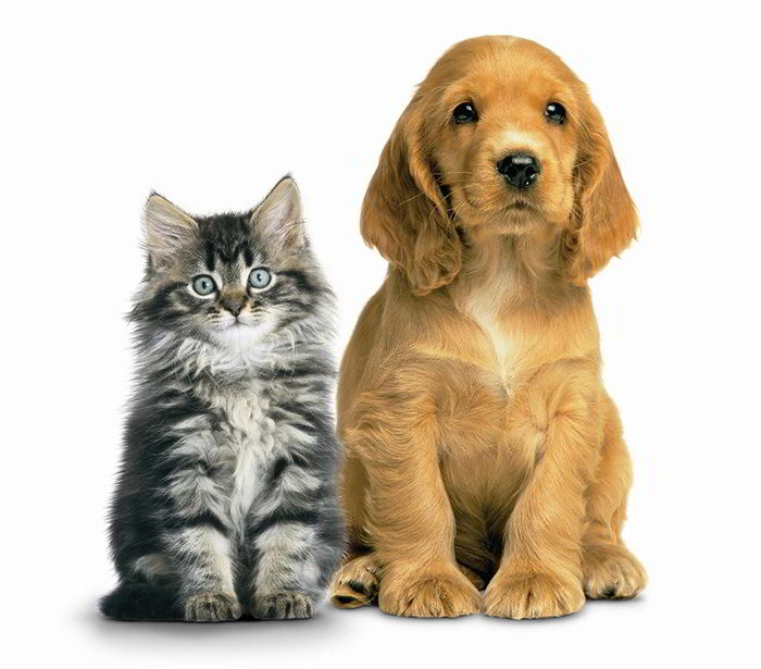 5 Year Pet & Power Recliner Protection Plan